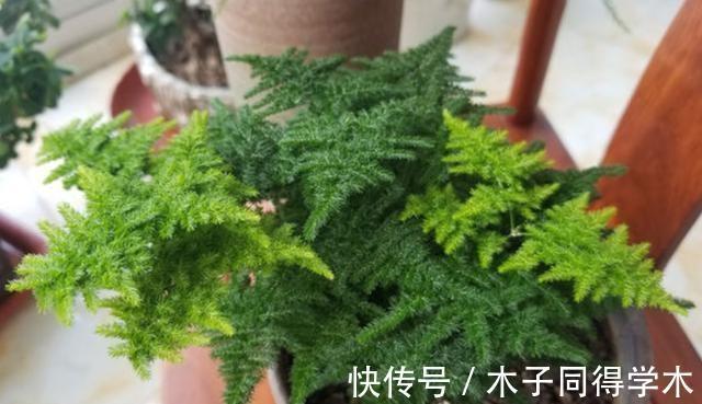 阳台上|盆栽养文竹,靠抓住这4点促生长,保管植株不黄叶烂根