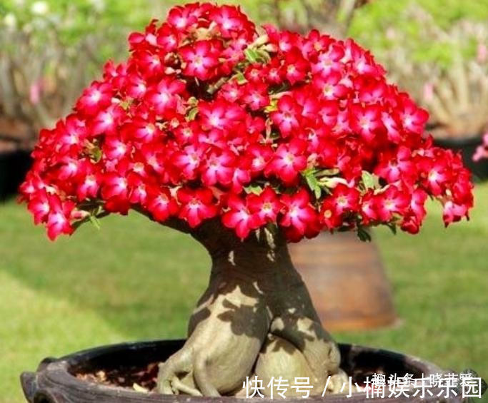 容易被水浇死的“14种花”,手太勤反而养不活