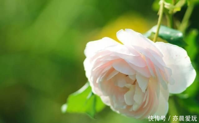 浇花|天冷浇花有4“不”,做好了,根系壮