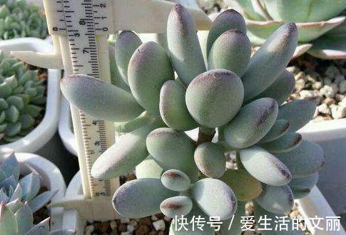 福娘|家里养3种花,一年到头开花不断,好养活,观赏性高