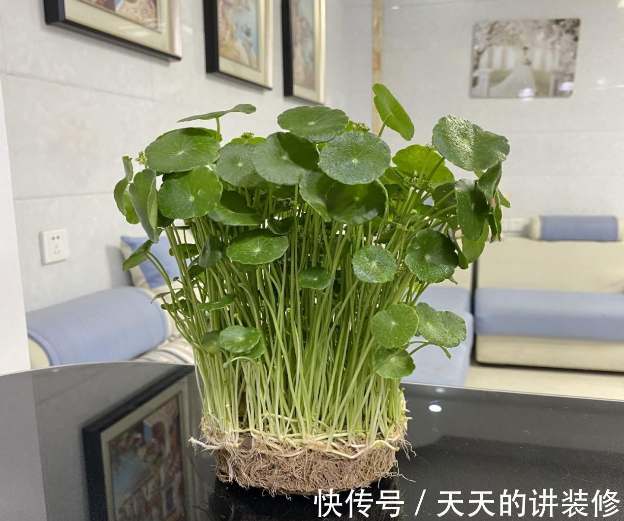 草叶|一款容易被人无视的养花神器,草叶,有4种用法能取代肥料使