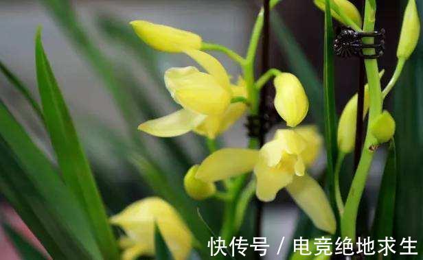 黄金小神童是何兰花，有何优点，该如何养护