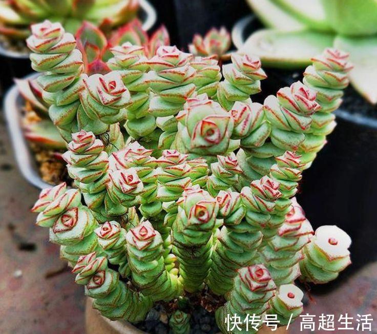 家里就养4种花,耐旱耐晒,财运福运滚滚来,幸福满满,家中必备