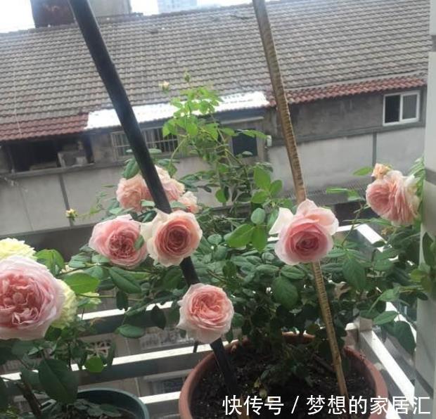 此花风靡全世界，漂亮又芳香，多季开花，盆栽也可以，很值得栽培