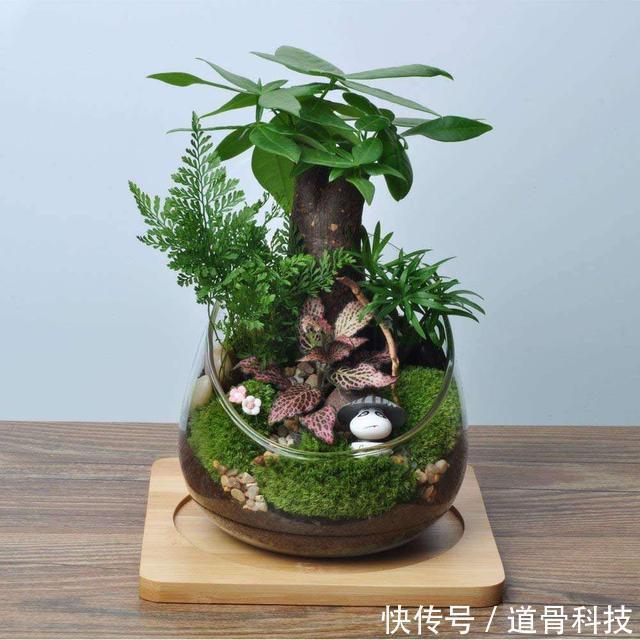 植物|养花少不了换盆,但这6个“坑”要注意,小心换一盆黄一盆!