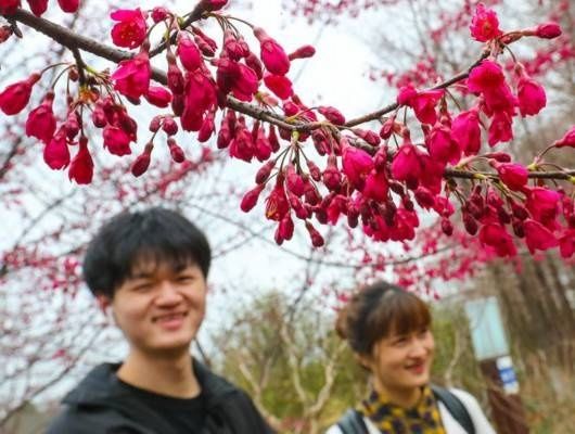 老年|年还没过完，上海顾村公园的早樱已经开了……