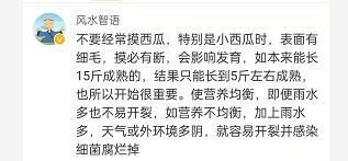 瓜皮|女子花盆种西瓜日渐长大，每天摸一摸，结果只剩下烂瓜皮！