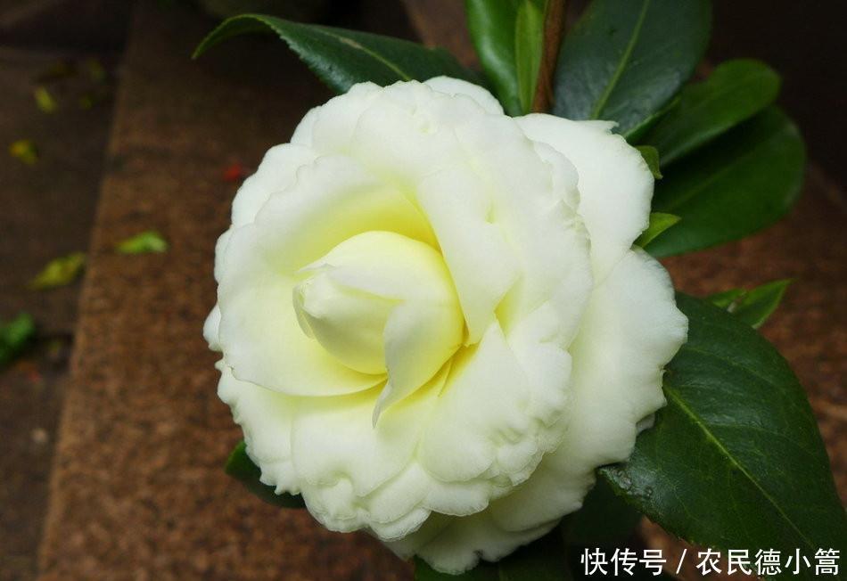 养护|此种木本花卉,漂亮不输牡丹,观赏价值高,养护容易,是盆栽佳品