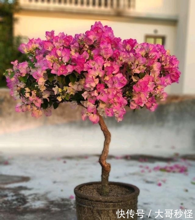 这3种花,浇水越多越不开花,少浇水,开花勤,长得旺