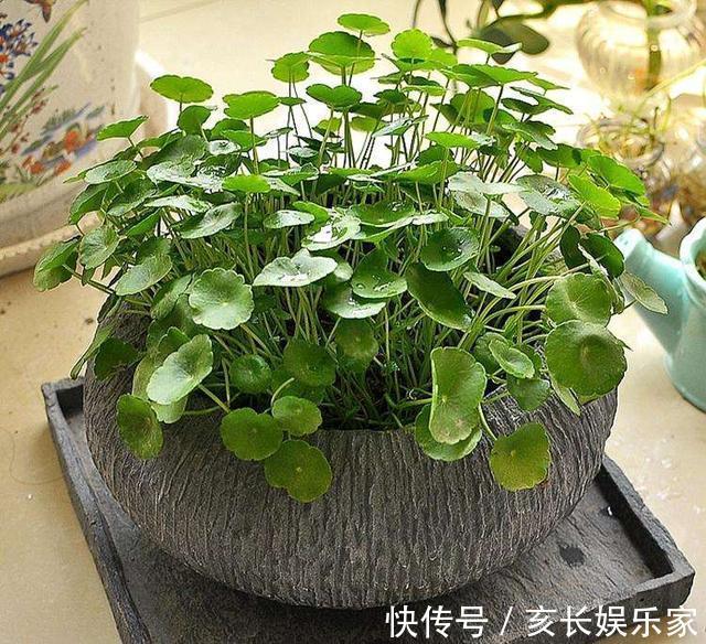 叶片圆滚滚寓意能招财,家里养一盆“铜钱草”,家里人跟着幸福