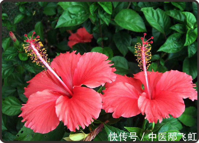 槲皮苷|扶桑花的功效与副作用