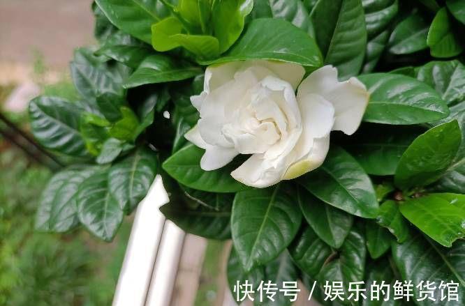 盆栽|夏天里这5种花,爱喝水是大水桶,每天浇水才能枝叶翠绿长势旺