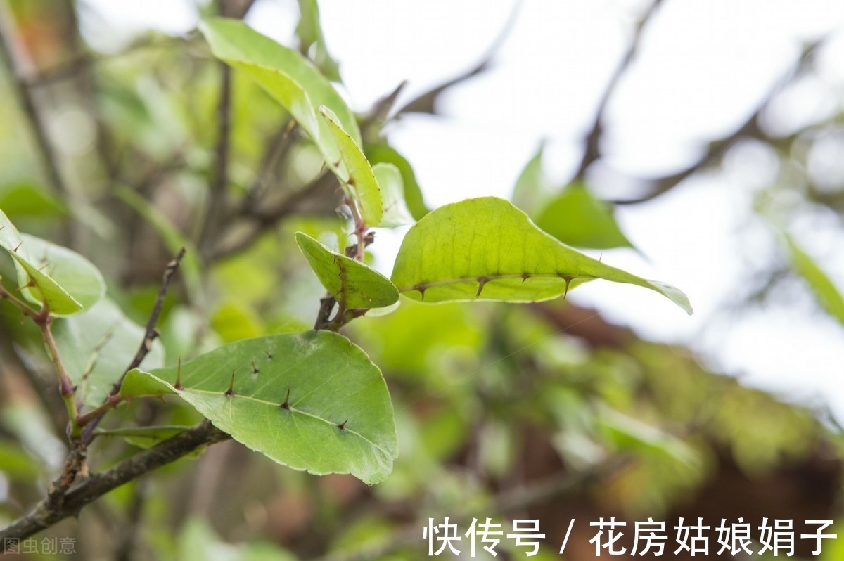 浇水|很好辨认的1种藤本植物,别轻易触碰,却是制作盆景的优良素材