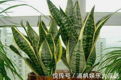 健康有益|卫生间闻着臭臭的该怎么办盆栽它们,教你告别消毒水、清新剂