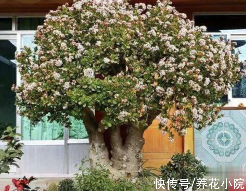 三种“镇宅花”,家里养一棵,威武霸气,漂亮又美观