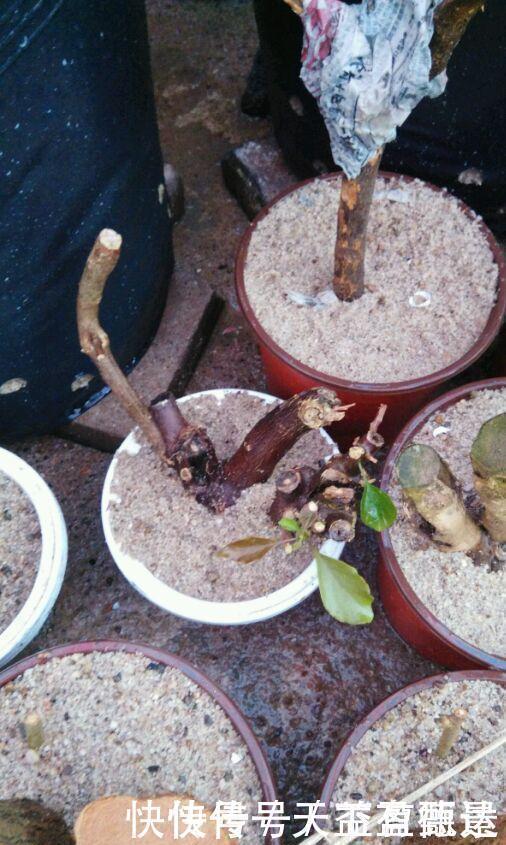 三角梅老根不要丢,4步做成根艺盆景,价值翻倍