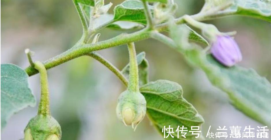 白蛋茄|阳台养盆“鸡蛋”,生长快结果多,3天采摘1次,够全家吃!