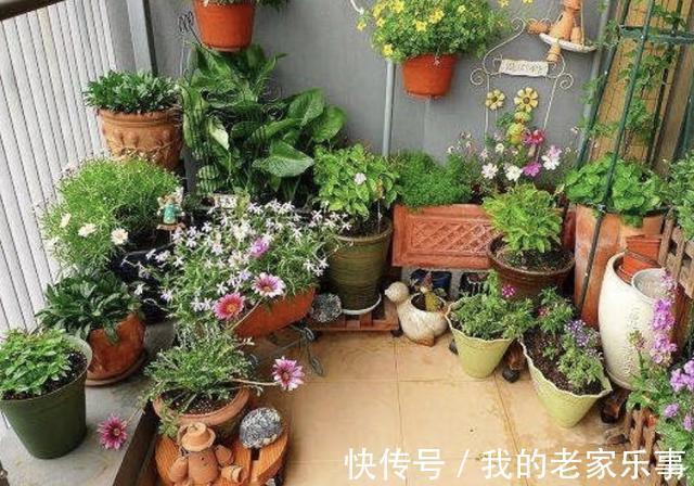 3种“小废渣”，出门捡“1袋”，每隔2个月给花卉用1点，爆盆快！