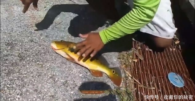 愿者上钩|奇闻:姜太公钓鱼,愿者上钩!这个又该怎么说呢?