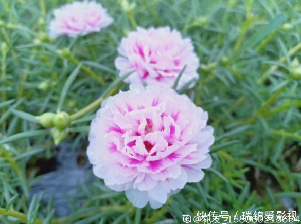 死不了的花,枝条沾土就活,从4月开到12月!