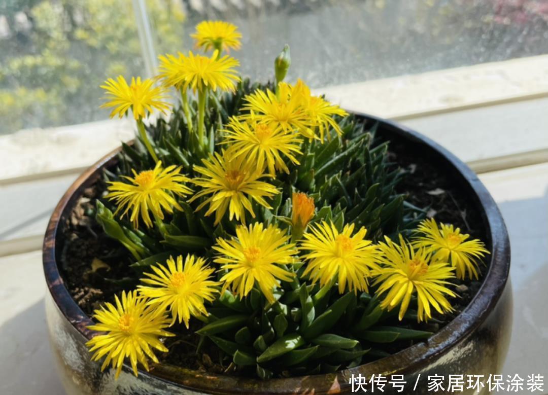 多肉开花会死?别担心,开完砍一刀,活得好好的