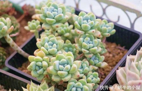 要点|家里养多肉劳尔,了解掌握3个要点,上色美长满盆,变成香香老桩