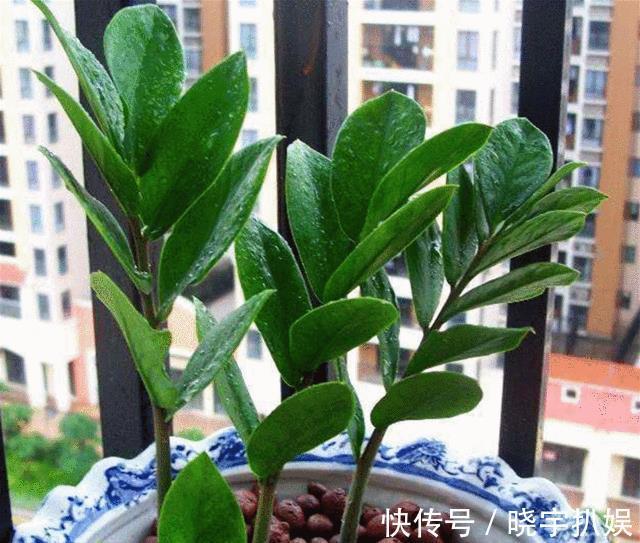 有3种“耐阴树”很好养，掐片叶子“铺”盆里，30天长成小绿树！