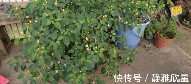 幼苗|一盆五彩椒有上百个果实,做好这几点可连续开花结果几年