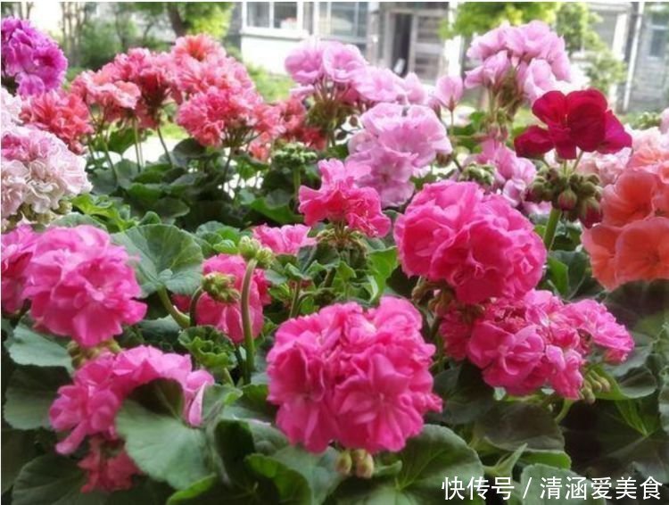 吉祥|4种花养家里,福旺运旺财更旺,开花吉祥富贵,招福添财