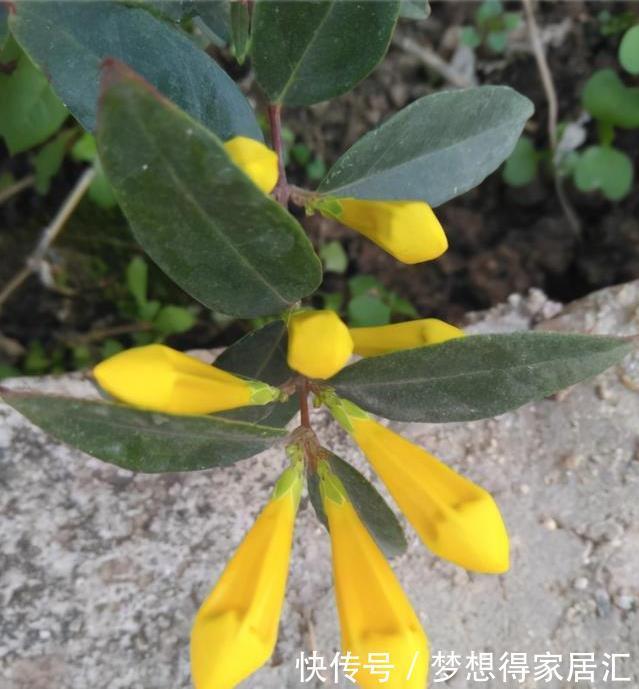 生活中冬天常见的花,都含有毒,养护需小心,摆放有讲究