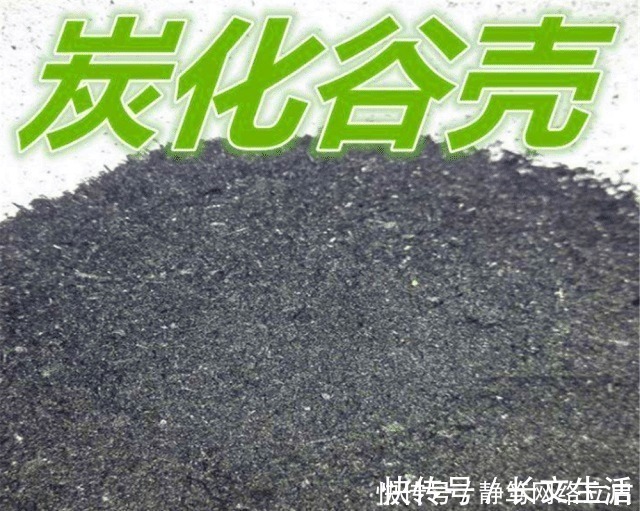 柳树皮|老大爷养君子兰，用上3种“黑炭块”，齐刷刷冒白根，年年开花旺