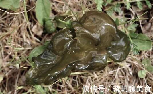 地皮菜|下雨天才有的一种野味，比“人参”还珍贵，市面花钱都未必能买