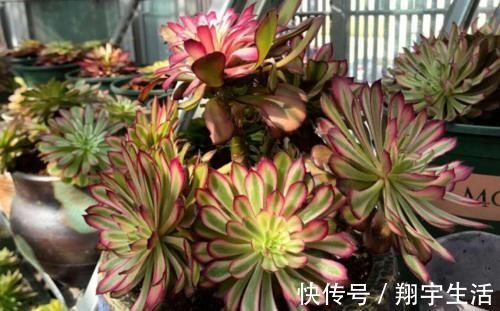 多肉法师|多肉法师老桩适合放在什么地方养?当然是通风好又宽敞的环境中了