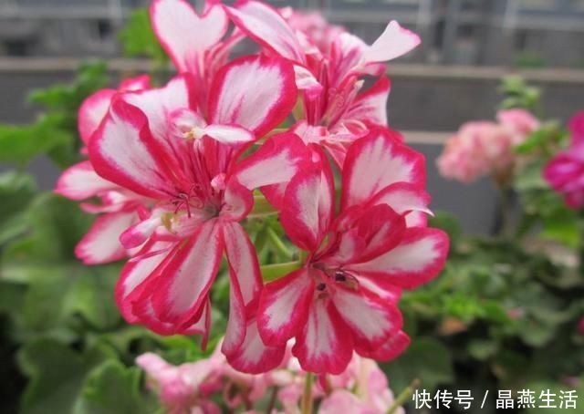 叶翠绿植株壮|7月的天竺葵，少浇肥水少晒太阳，叶翠绿植株壮，开花正艳