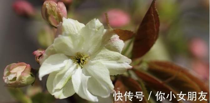 一般人都不告诉,除夕过后多养吉祥花,富贵平安,酱香四溢还开胃