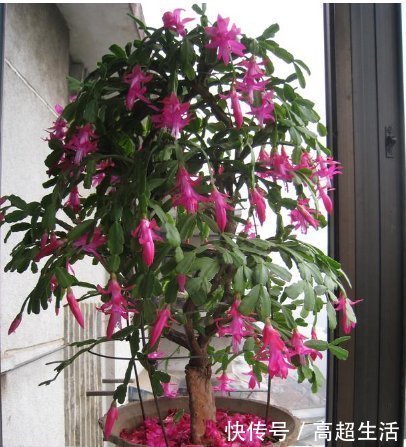 生活环境|养蟹爪兰,盆中插几根木棒,蹭蹭长到爆,花开不断,开成瀑布