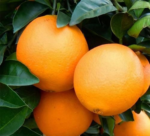  不贵|爱美的女性推荐常吃3种食物，排毒养颜、减肥瘦身，好吃又不贵！