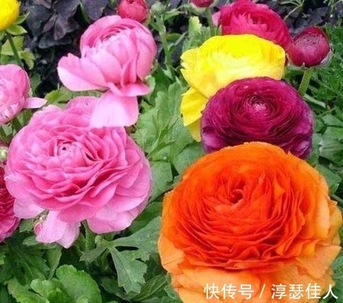 冬天养花：浇水有技巧，掌握4个要点，不黄叶不烂根，啥花都能活