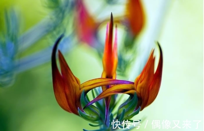 世界上最稀有的花,有些美的让人不可思议,是观赏精品