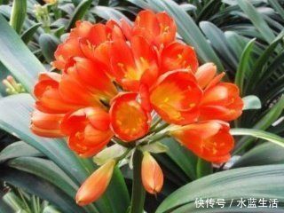 养花|老花农养花,浇水加点它,土壤疏松又肥沃,养啥都疯长