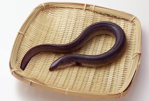 猪肝|宝宝缺锌吃什么食物好