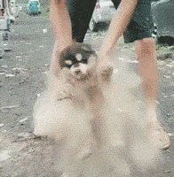 |搞笑GIF:你都看到了,她自己打自己的,我可没动手