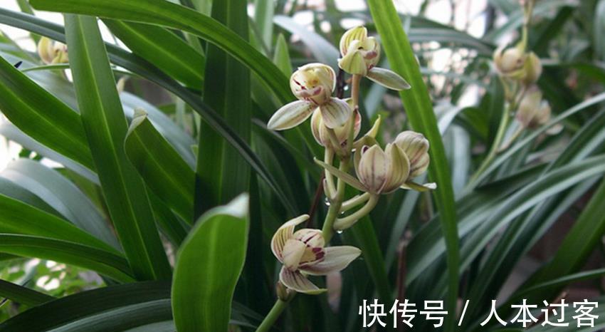 养殖|三种不花钱的植料,用来养殖兰花和君子兰真不错,经验分享