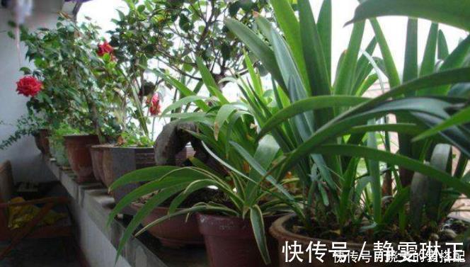 家庭|家庭养花必不可少的4种“好材料”,不花一分钱,配土透气又透水