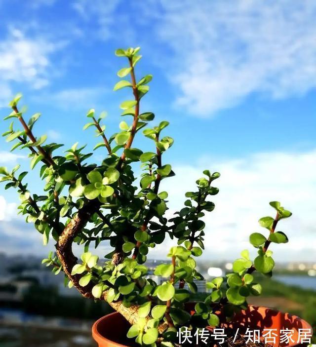 爆盆|养花技巧:折腾不死的25种花,咋养都爆盆,懒人最适合