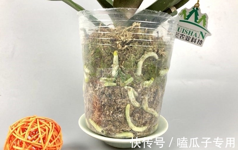 做对了这几件事,蝴蝶兰能养100年