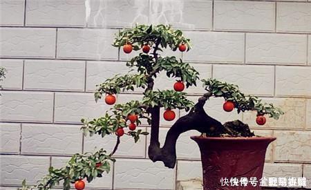 修剪|3种盆栽,再贵也要养一盆,树上挂满红果子,寓意吉祥又好养