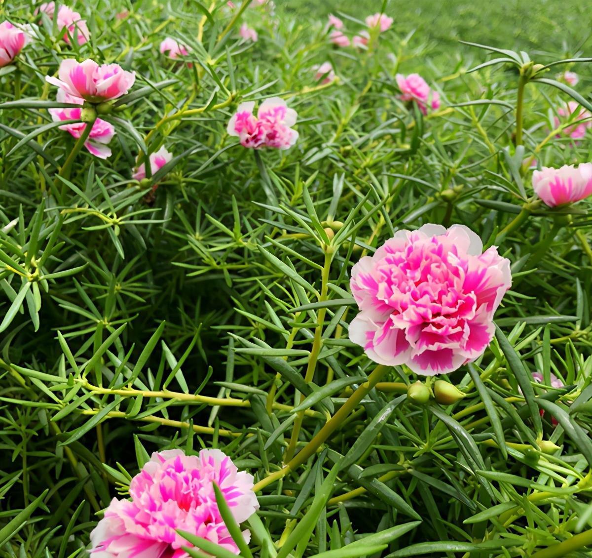 6种公认好养的懒人花,你家有几种,养护需要注意什么?