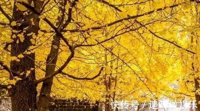 路边看到6种花,千万别随便采,可能会惹麻烦