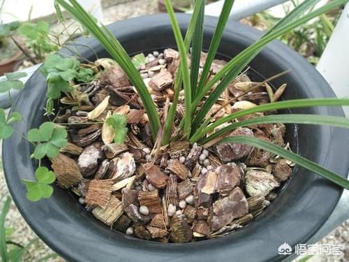 兰花草放在盆里，不长叶子也不死是怎么回事？
